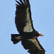 California Condor